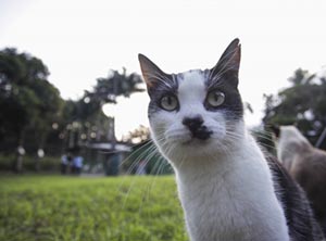 Agora é lei: Multa para maus-tratos contra animais pode chegar a R$ 8 mil