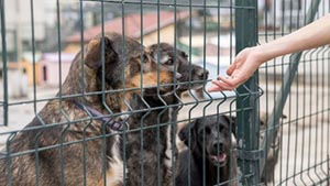 Agora é Lei: Empresas que cometerem maus tratos contra animais poderão ser cassadas