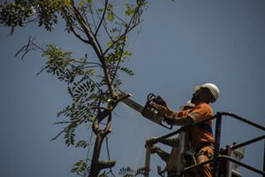 Moradores poderão realizar podas de árvores no limite de suas calçadas