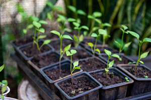 Agora é lei: Rio terá programa de Horta Comunitária de Plantas Medicinais e Fitoterápicas